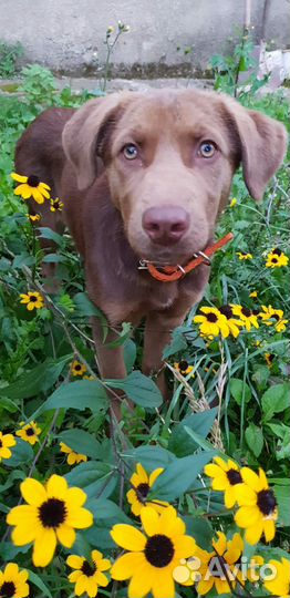 Щенок в добрые руки