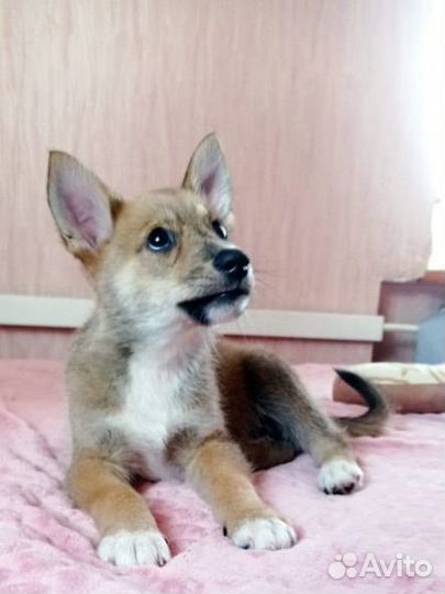 Щенок мальчик отдам в добрые руки