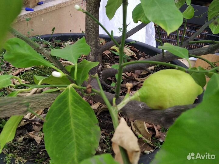 Домашний лимон (двухлетний)