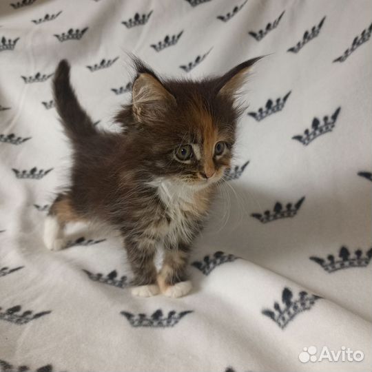 Котята мейн-кун