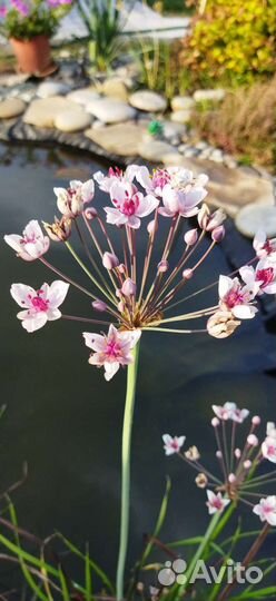 Растение для пруда сусел зонтичный