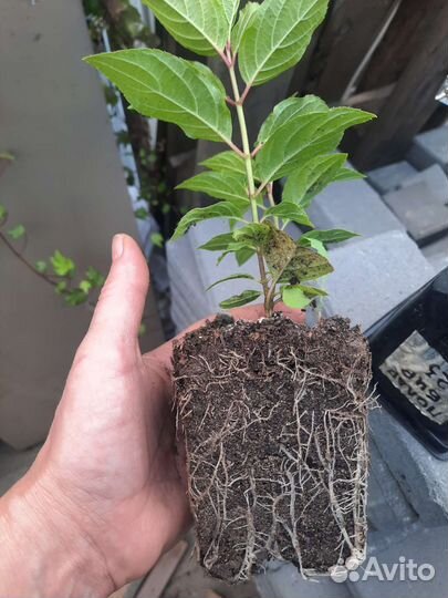 Гортензия метельчатая Polar Bear, саженцы