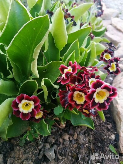 Примула ушковая