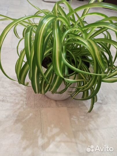 Хлорофитум кудрявый