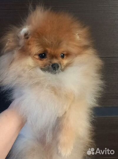 Щенок шпица мини