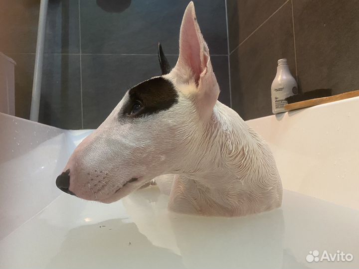 Передержка собаки