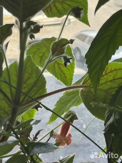 Фиалка, китайская роза, пахистахис