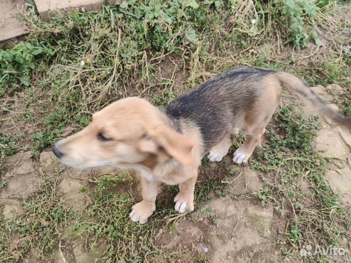 Щенки русской гончей