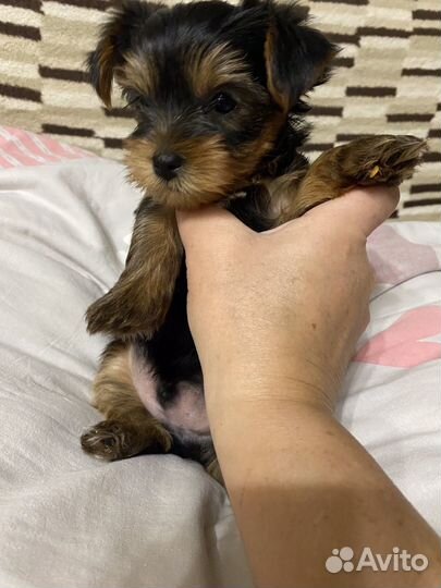 Йоркширский терьер