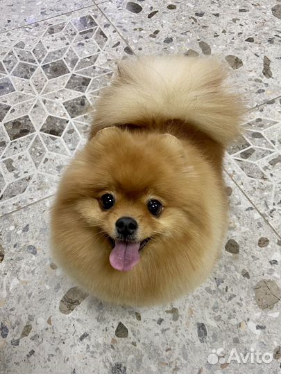 Стрижка кошек и собак