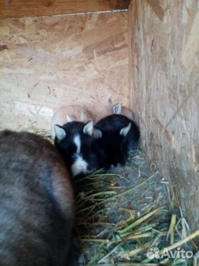 Декоративные кролики