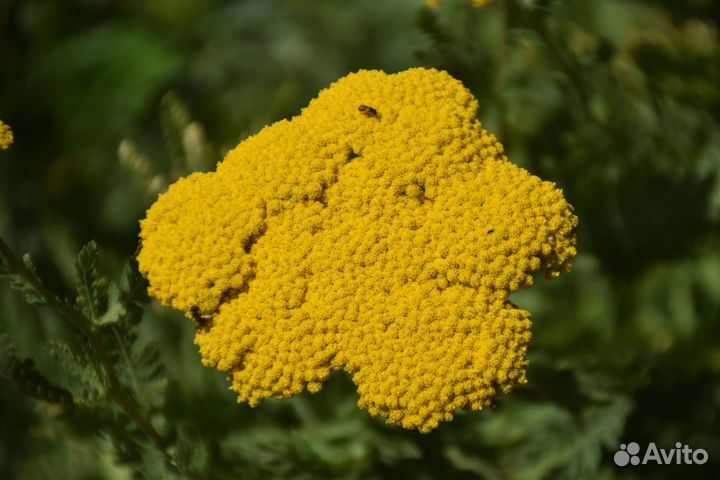 Тысячелистники в сортах