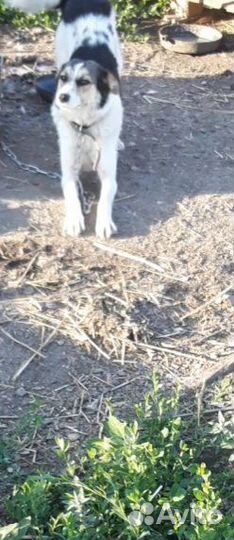 Лучшая Собака друг в добрые руки