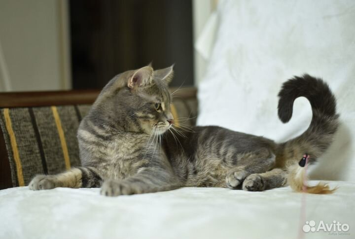 Котик в добрые руки