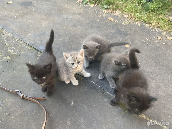 Котята отдам бесплатно