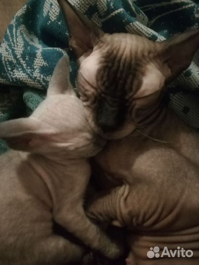 Донской сфинкс кошка