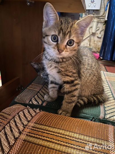 Котенок в добрые руки