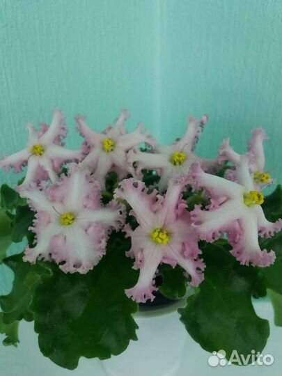 Сортовые фиалки