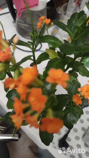 Каланхоэ цветущий