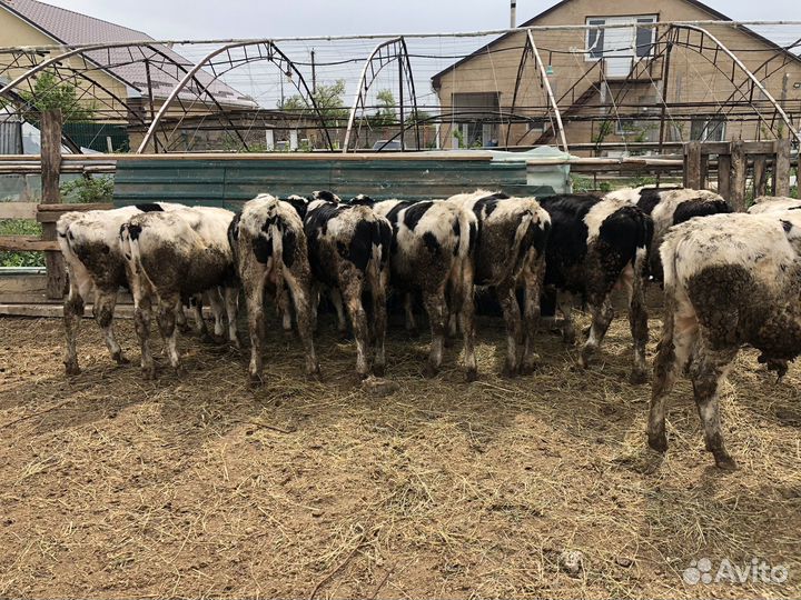 Телята бычки на откорм