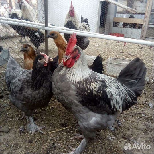 Инкубационное яйцо и молодняк кур, уток и павлинов