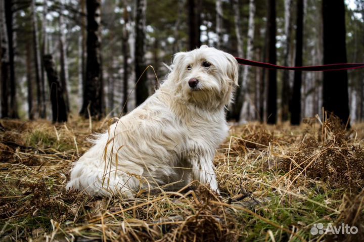 Собака в добрые руки
