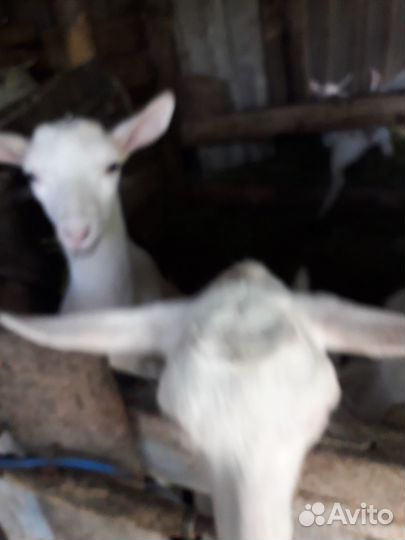 Козлята