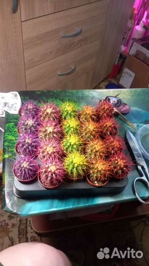 Эхинокактус