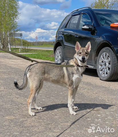 Тиффани 7месяцев в поиске хозяев