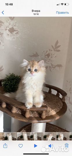 Длинношерстная девочка золотая шиншилла ny12