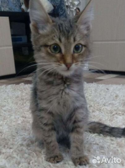 Котенок мальчик