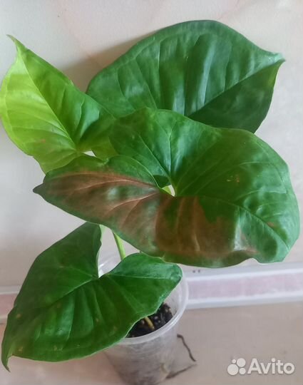 Сингониумы