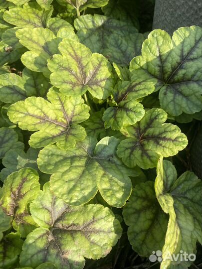 Ирис сибирский, лаванда, гейхера и др