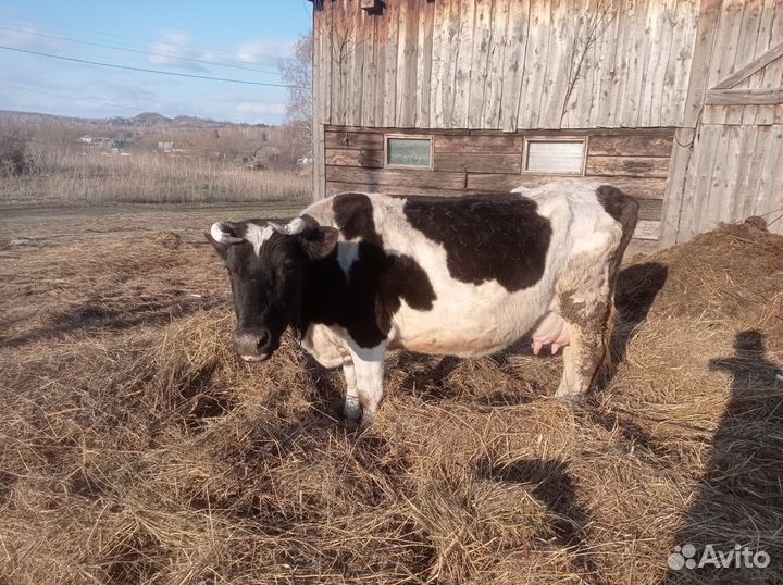 Корова дойная
