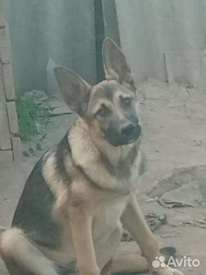 Щенки овчарки метисы