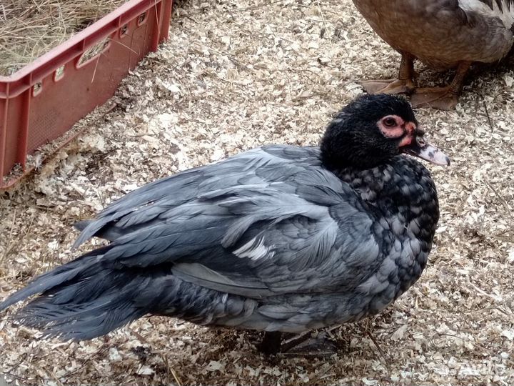 Селезень Индоутки