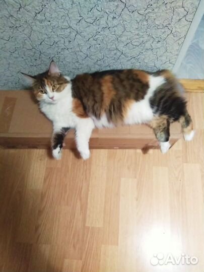 Кошка Мейн кун в дар
