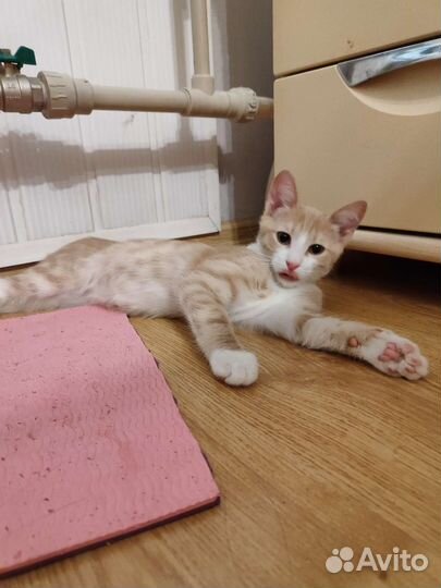 Котенок в добрые руки