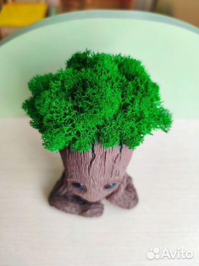 Кашпо со стабилизированным мхом 