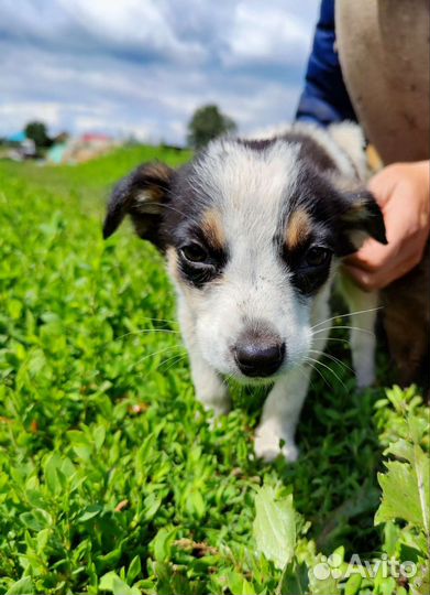 Маленькая собака щенок
