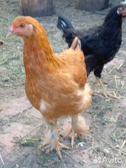 Куры молодки