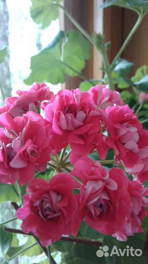 Пеларгония сортовая