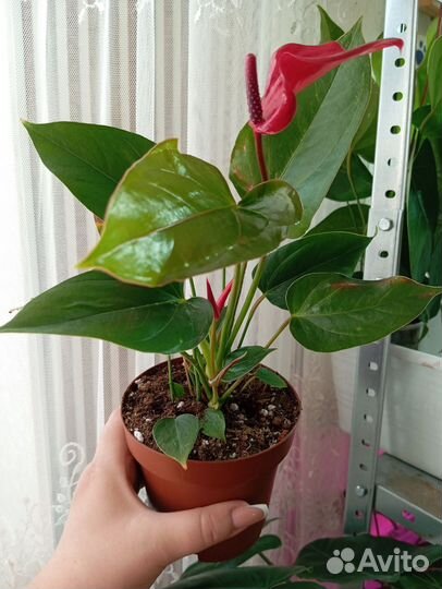 Антуриум бандерола лава