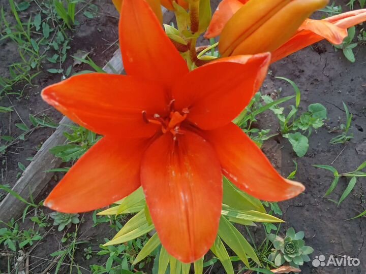 Лилии луковица