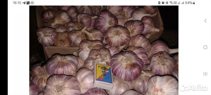 Семена озимого чеснока