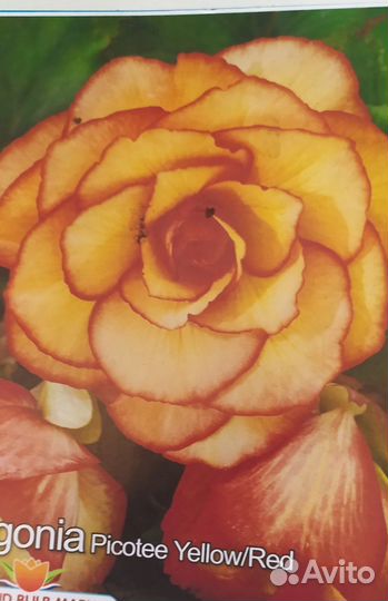 Бегонии в горшках