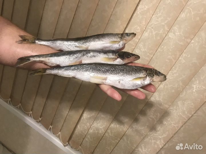 Корюшка вяленая