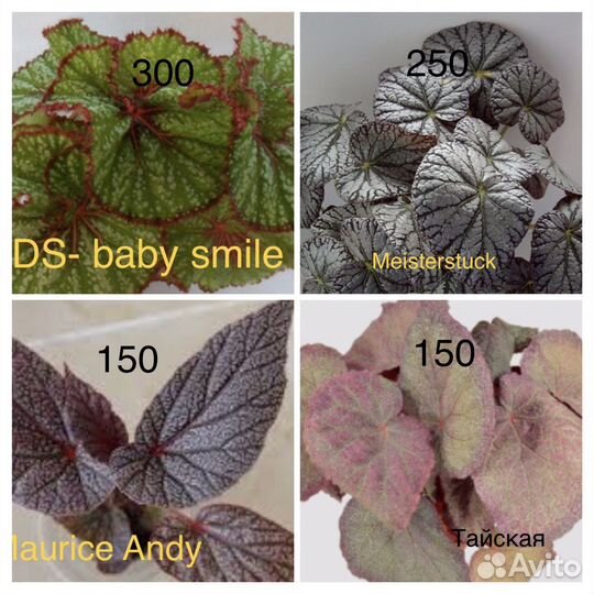 Бегонии декоративнолиственные