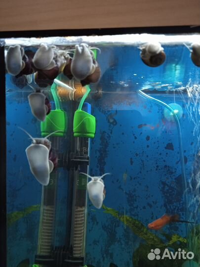 Улитки ампулярии