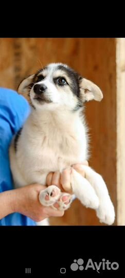 Щенок из приюта ищет семью